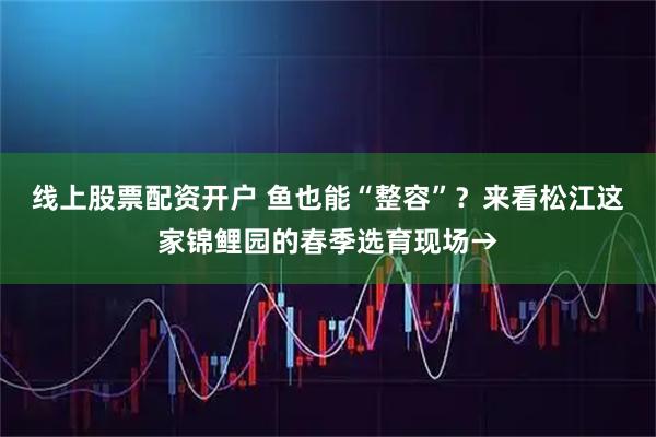 线上股票配资开户 鱼也能“整容”?来看松江这家锦鲤园的春季选育现场→